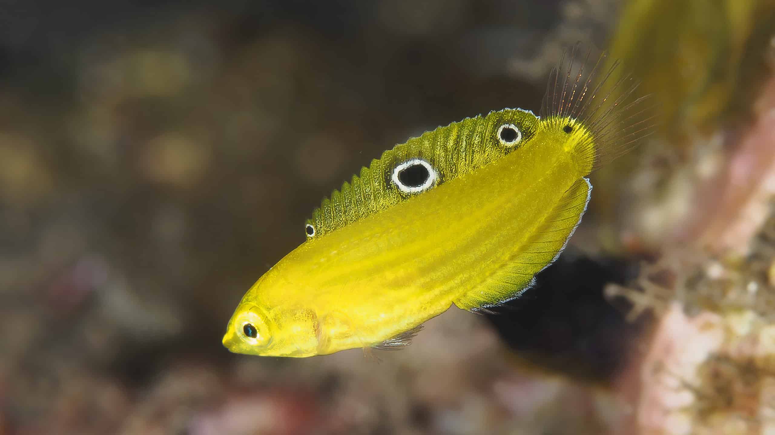 10 Stunning Yellow Colored Fish (Freshwater and Saltwater!)