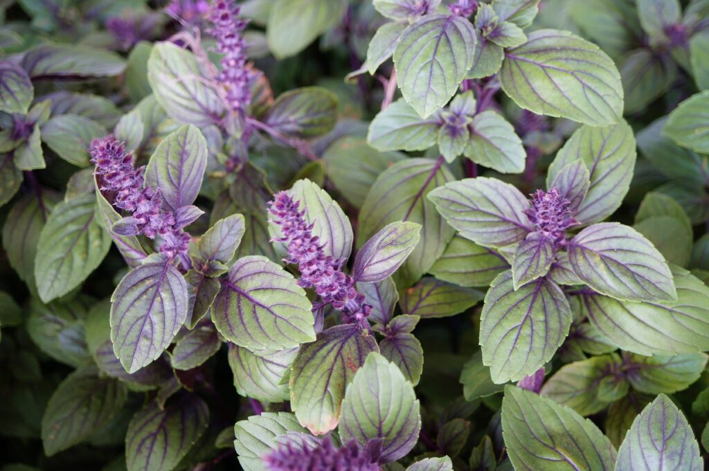 African blue basil herb with purple flowers.
