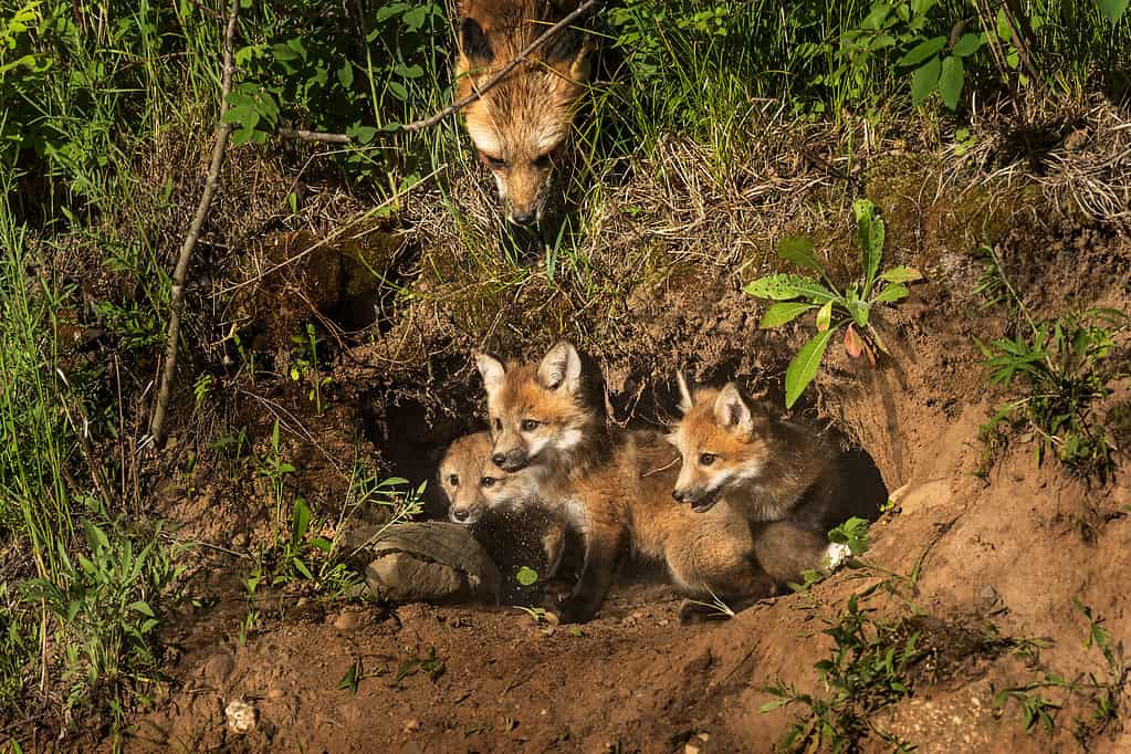 Fox Den With Mother Fox and Fox Kits