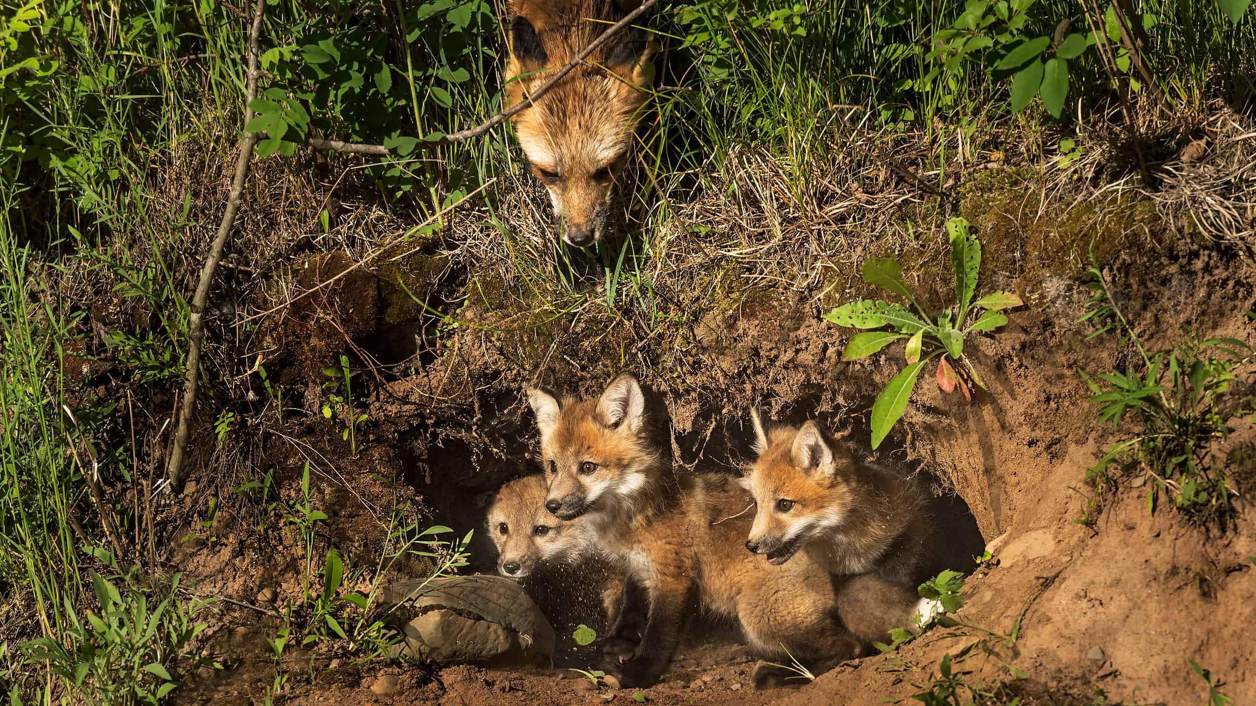 Fox Den With Mother Fox and Fox Kits