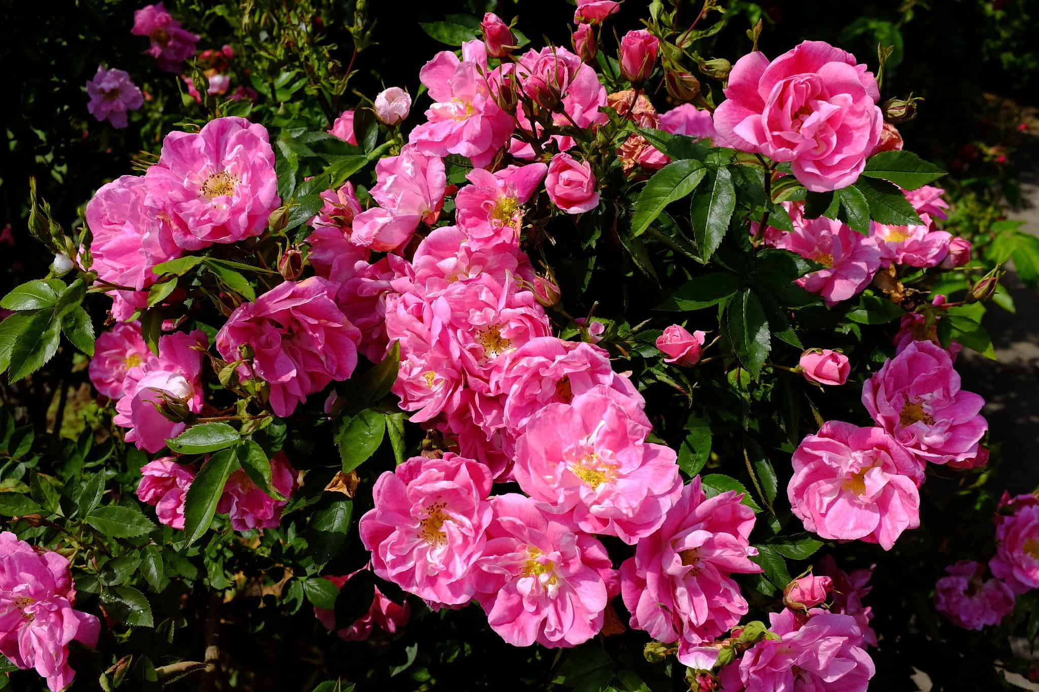 Канадская роза уильям баффин описание фото