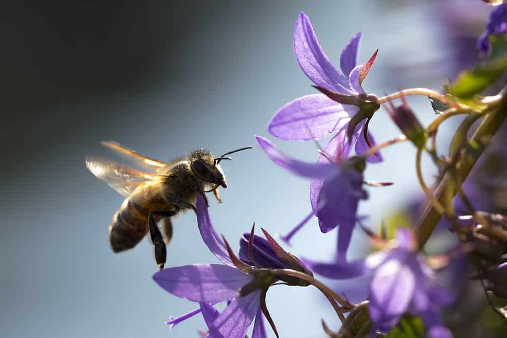 Closeup of a western honey bee or European honey bee (Apis mellifera) feeding nectar of purple bellflower Campanula flowers