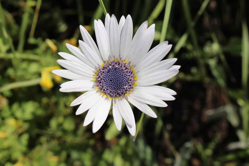 White "Blue-eyed African Daisy" flower.