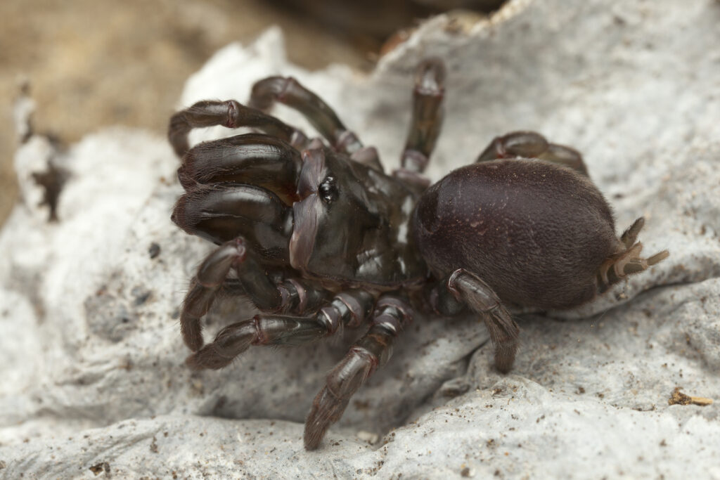 black purse web