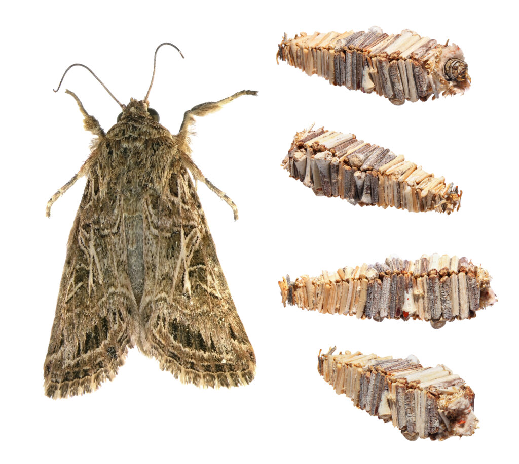 Amicta bagworm moth and its larvae