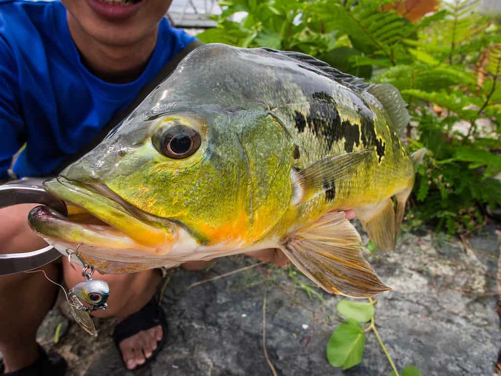 Peacock bass can reach considerable dimensions.