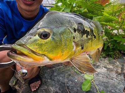 The Best Freshwater Fishing in Hawaii (And the Types of Fish to Expect ...