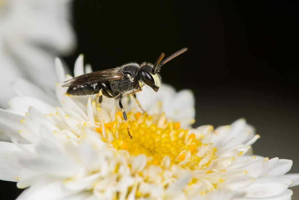 Hylaeus hyalinatus. Macro of a yellow faced bee on a white flower with a yellow center. The bee is facing right. Its face is yellow however the rest of its body is primarily dark-brown-to-black. Its legs are banded between large bands of black and smaller bands of yellow. Isolate black background.