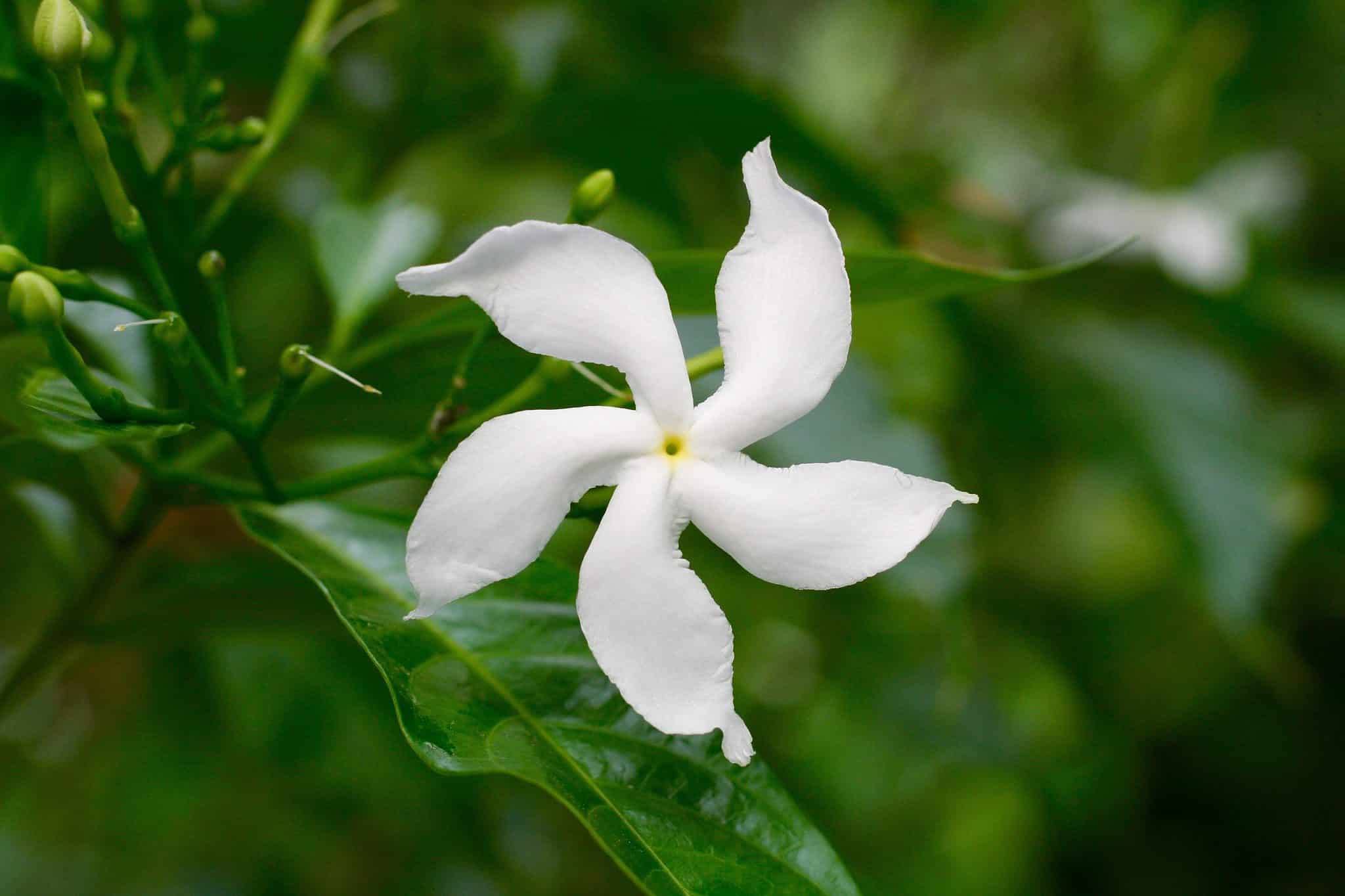 essay national flower of pakistan