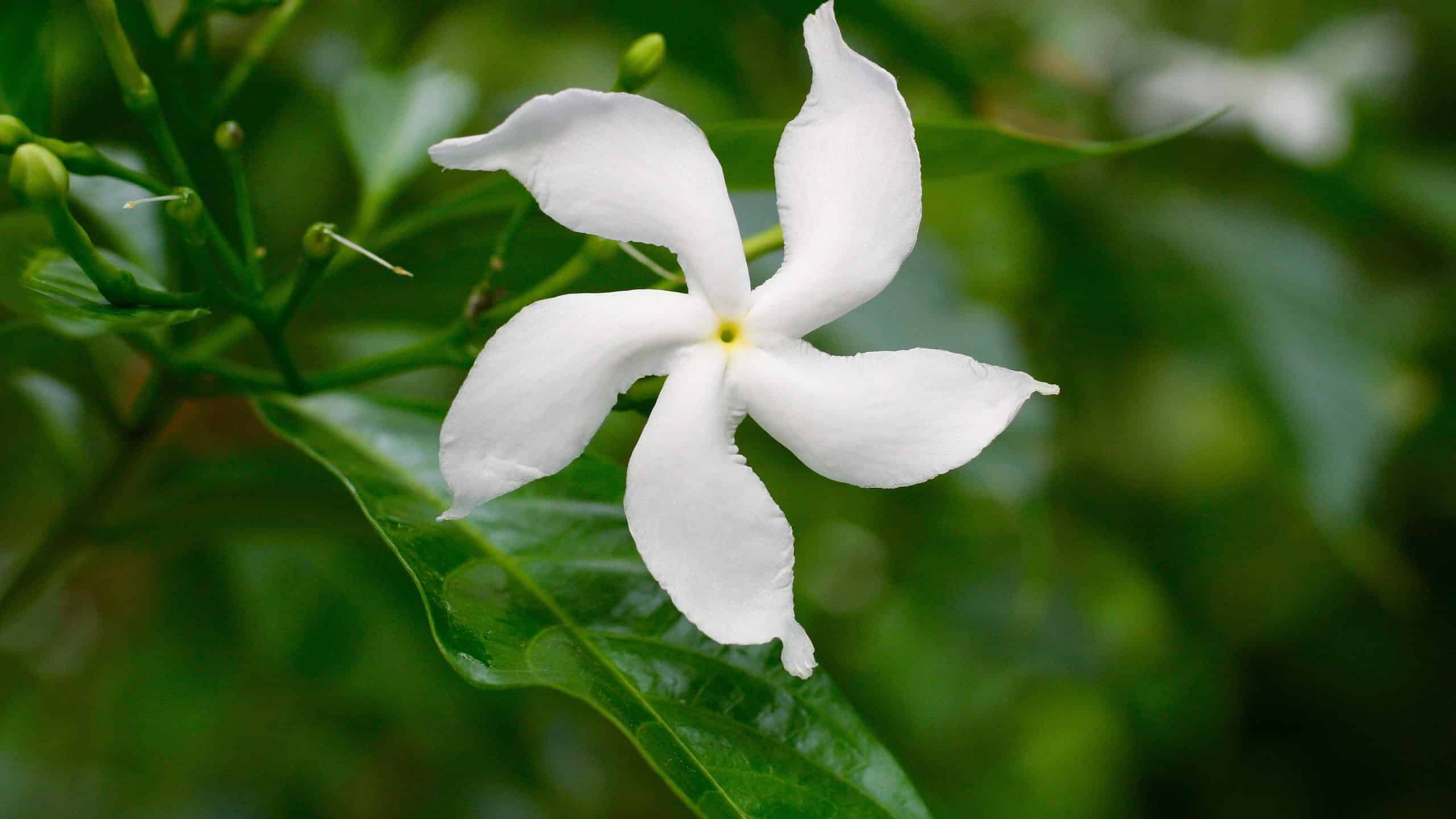 Star jasmine (Trachelospermum jasminoides)