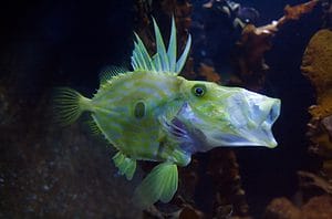 Discover 8 Spectacular Fish Found in Peru photo