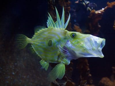A Discover 8 Spectacular Fish Found in Peru