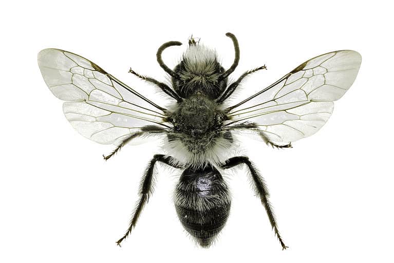 Macro of ashy mining bee against isolate white. The bee is primarily black with white hairs. There is a tuft of white hair on its head and its wings appear to be transparent but with very many veins