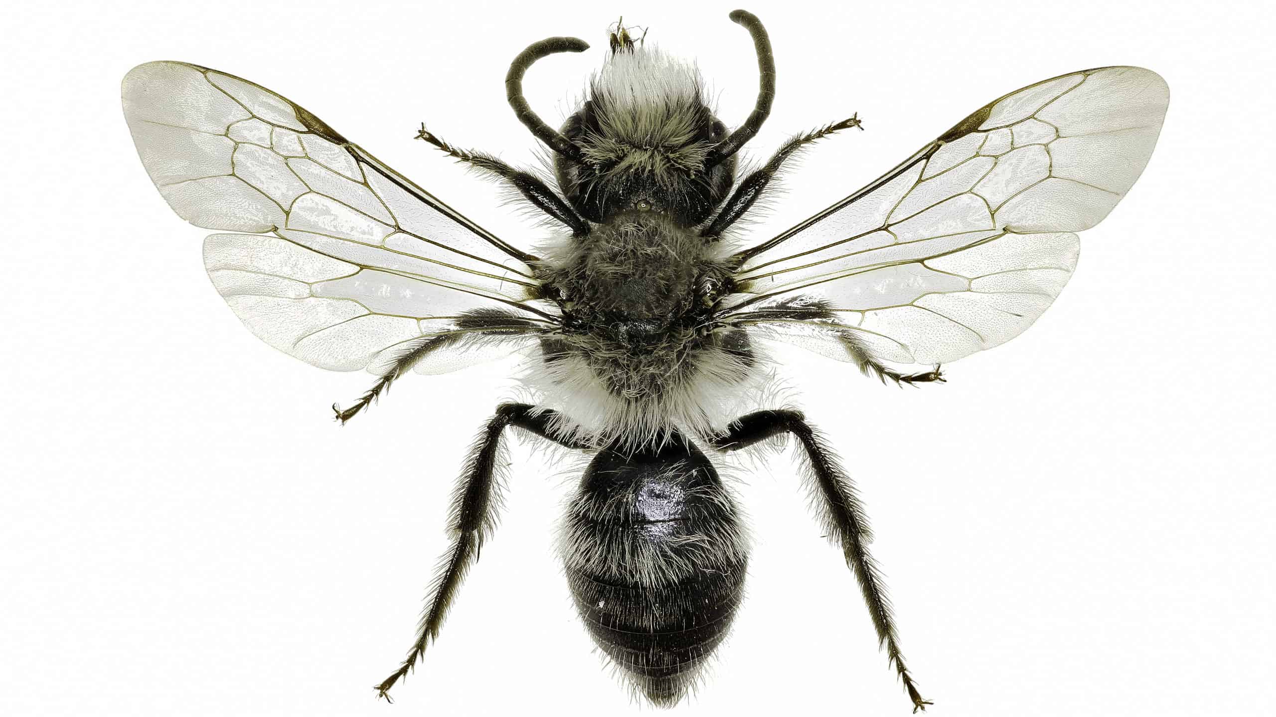 Macro of ashy mining bee against isolate white. The bee is primarily black with white hairs. There is a tuft of white hair on its head and its wings appear to be transparent but with very many veins