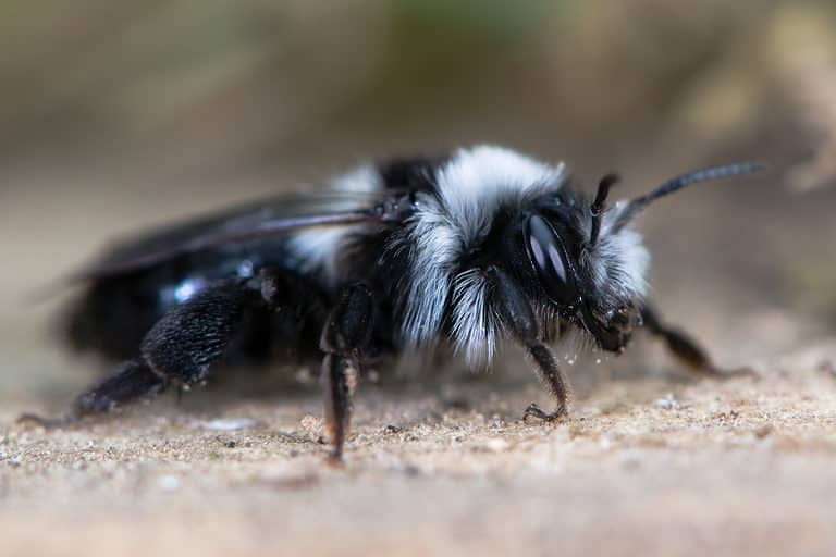 ashy mining bee (Andrena cineria). Female insect in the family Andrenidae, showing long black and white hair and compound eye. The bee is horizontal in the photo. Its head is facing frame right. The bee is perched on sand.