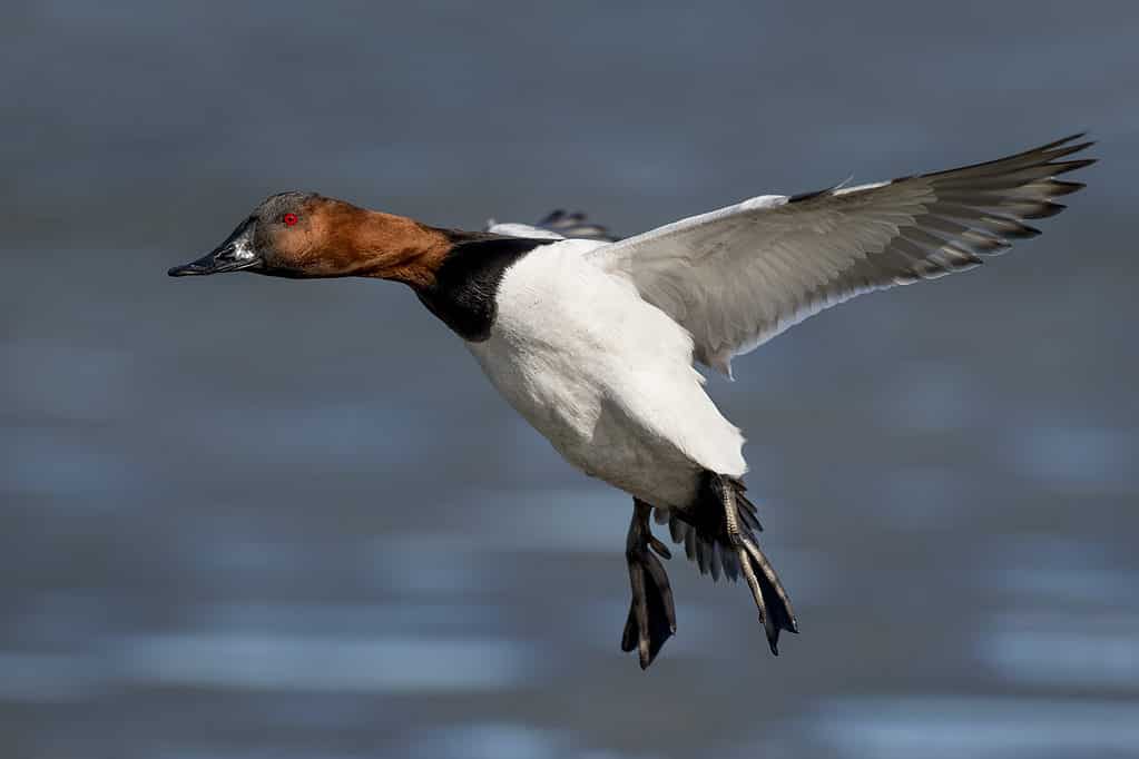 Canvasback Duck Flapping Wings