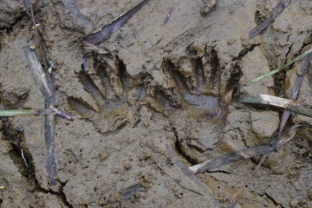 Raccoon tracks in the mud