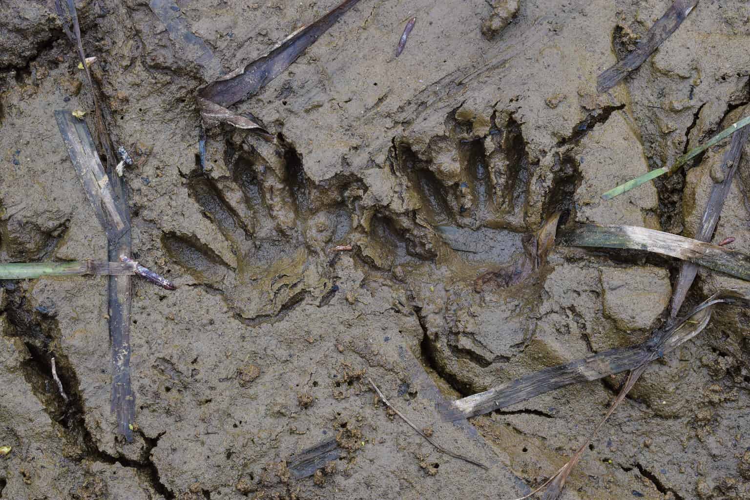 Raccoon Tracks: Identification Guide for Snow, Mud, and More - A-Z Animals