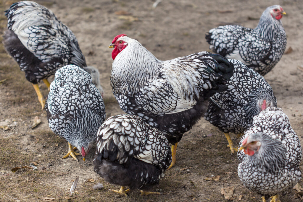 Wyandotte rooster and hens in backyard enclosure.