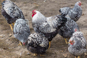 Wyandotte Hen vs. Rooster: What Are The Differences? Picture