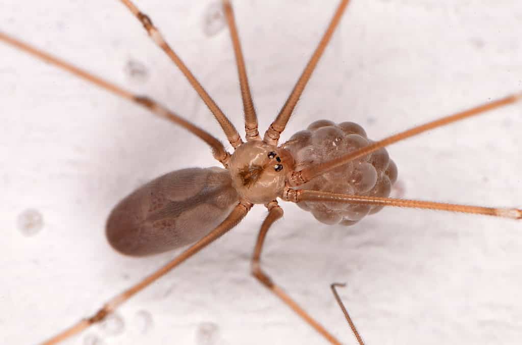 Long-bodied cellar spider (Pholcus phalangioides)