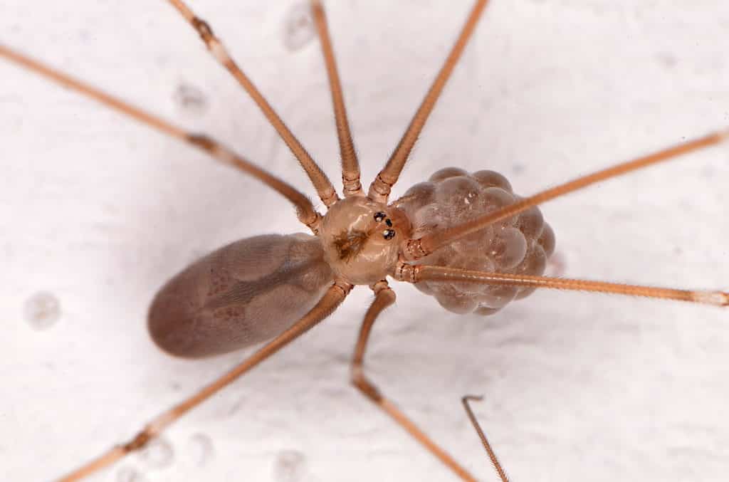 long bodied cellar spider reproduction