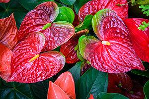 How to Grow Anthurium Indoors: A Complete Guide Picture