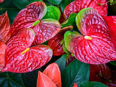 A How to Grow Anthurium Indoors: A Complete Guide