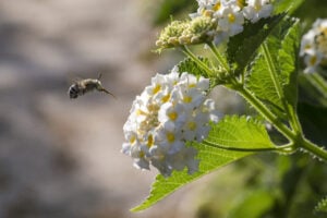 The southeastern blueberry bee, (Habropoda laboriosa)The bee is left of center frame in flight with its tongueuxtended tower a blueberry flower blossom. The blossoms are white. The bee is black with yellow bands on its abdomen.