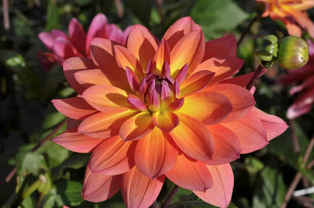 Dahlia 'Firepot'