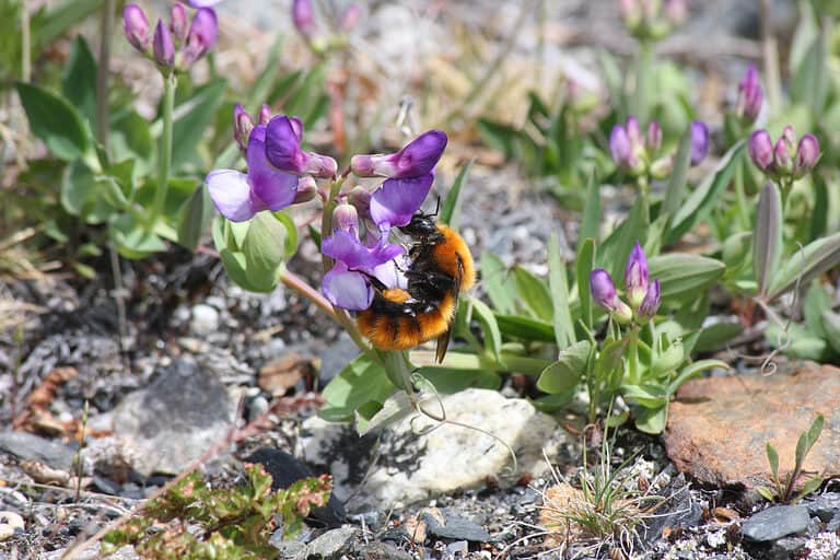 Huge Bombus dahlbomii species of bumblebee on a purple flower