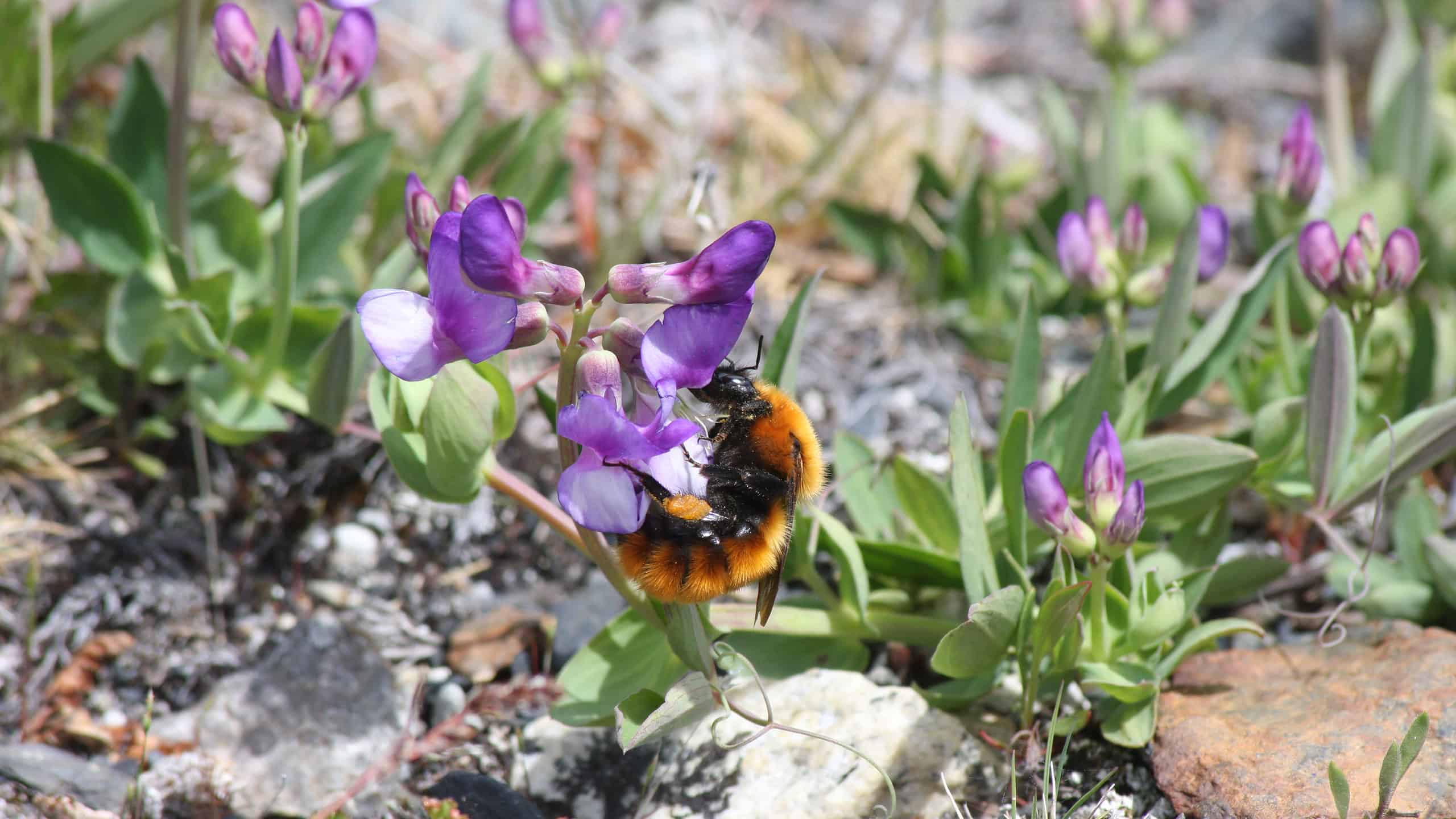 Huge Bombus dahlbomii species of bumblebee on a purple flower