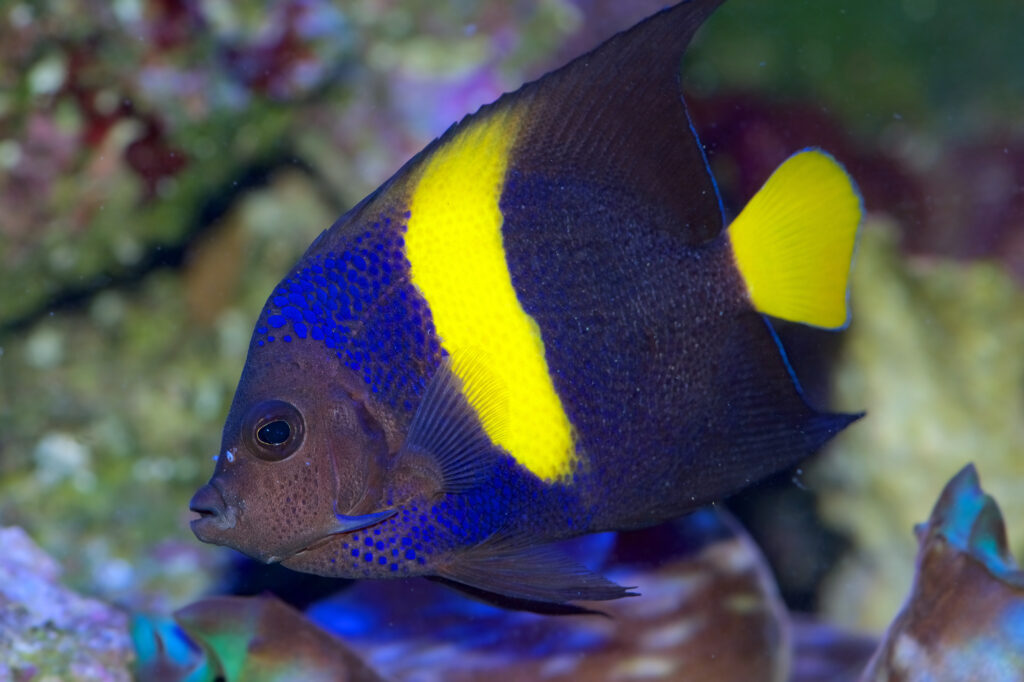 The Asfur Angelfish, Pomacanthus asfur, is also called the Arabian Angelfish