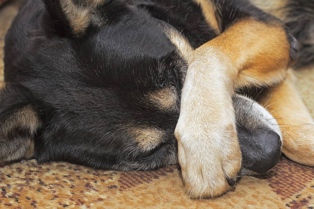 Dog Covering Face, Nose