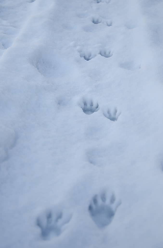 Raccoon tracks in the snow