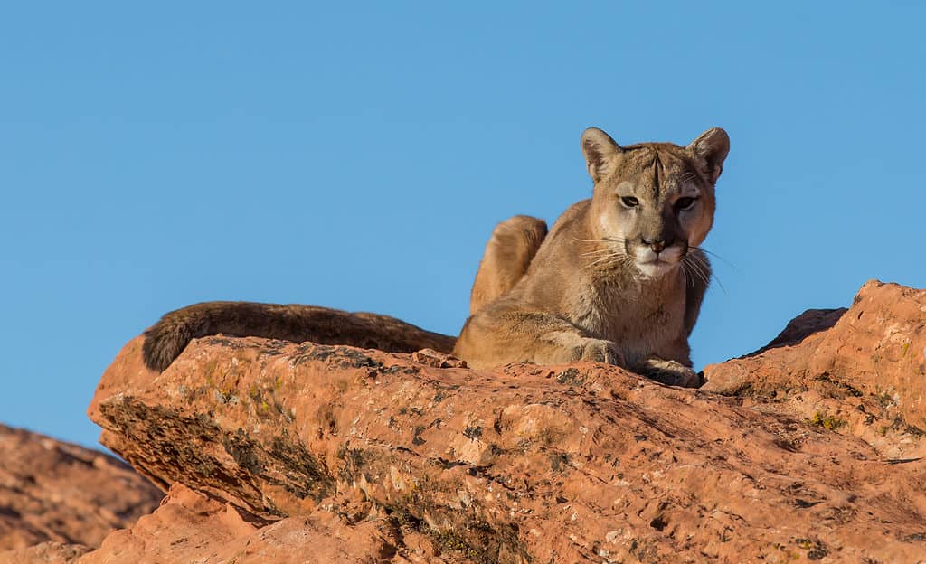 Mountain lion sat on a rocky ledge