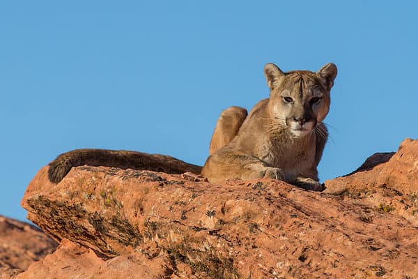 Mountain lion sitting on a sandstone ledge.