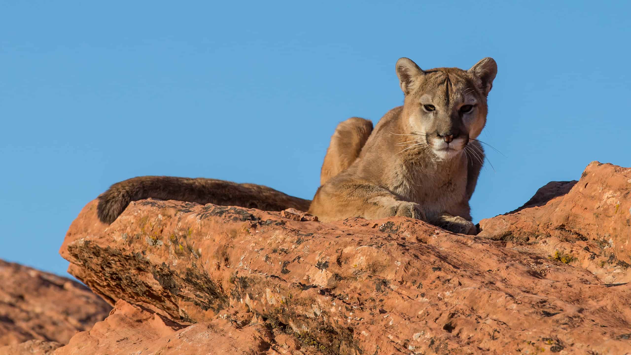 The Largest Cougar Ever Caught In Washington Was A Stealthy Titan - A-Z ...