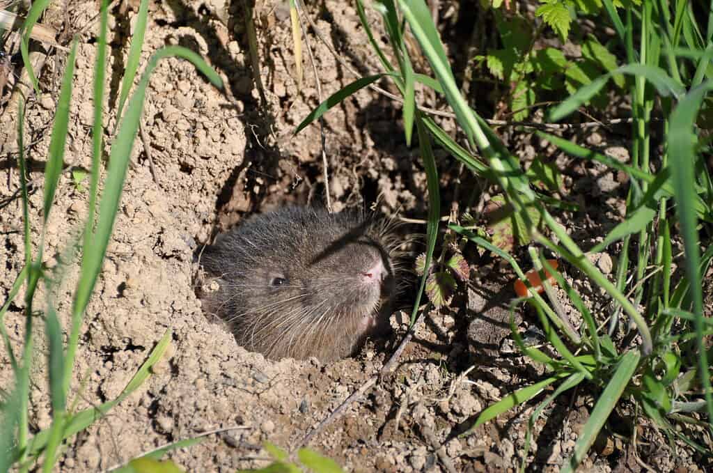 Mountain Beaver Poking Head Out of Burrow