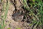 Mountain beaver