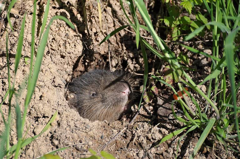 A Mountain Beaver poking its head out of its burrow