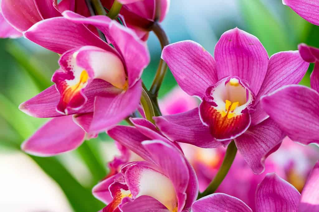 The third bottom petal on orchids is distinctly colored and patterned to attract pollinators. 