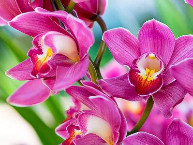 A Discover The Meaning Behind Your Orchid Plant