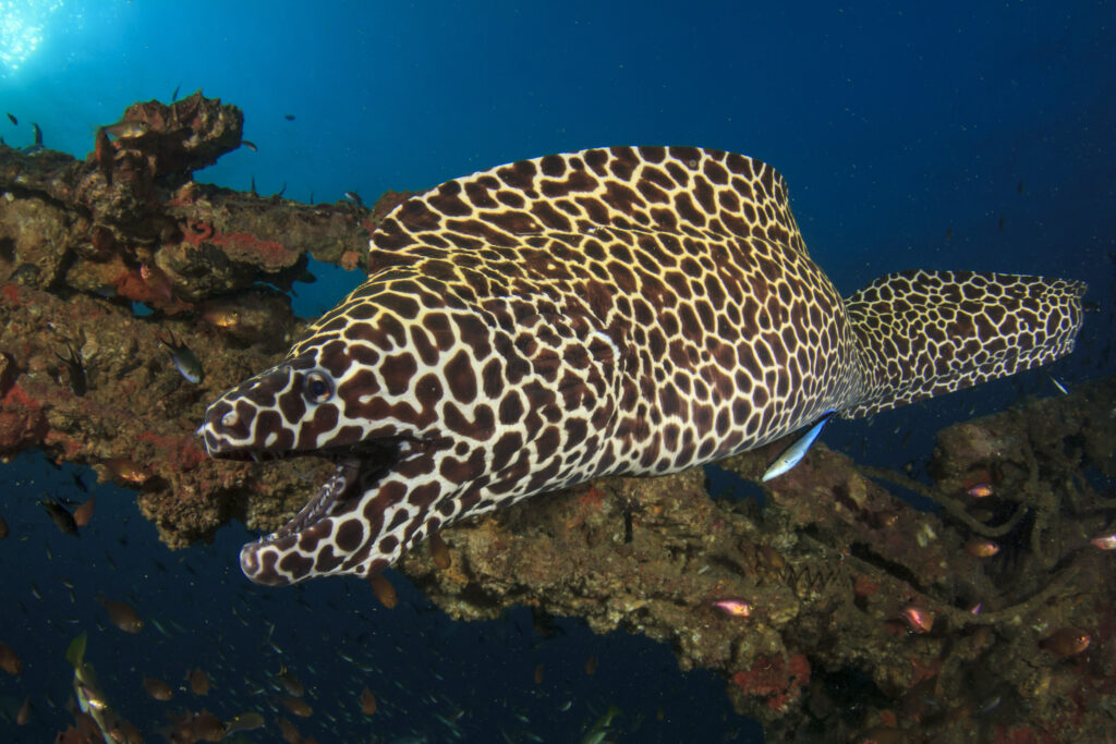 Honeycomb Moray Eel