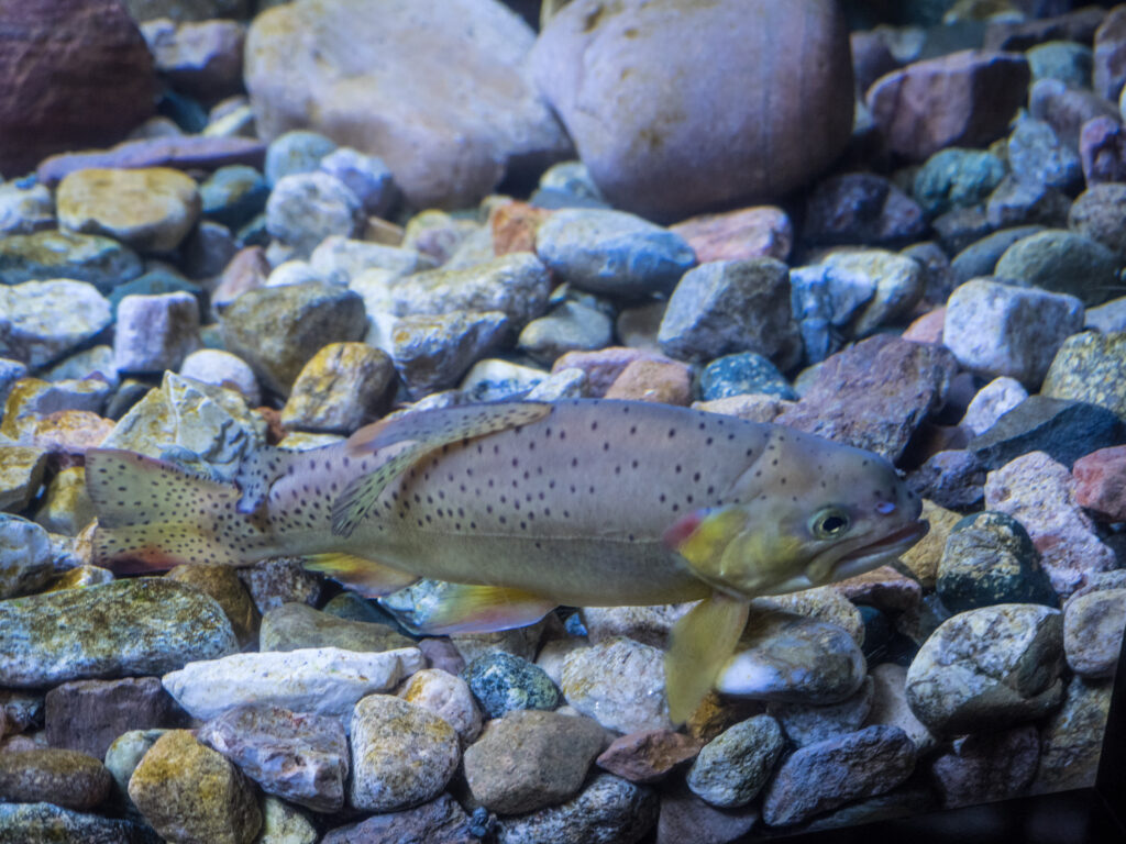 Apache trout (Oncorhynchus apache)