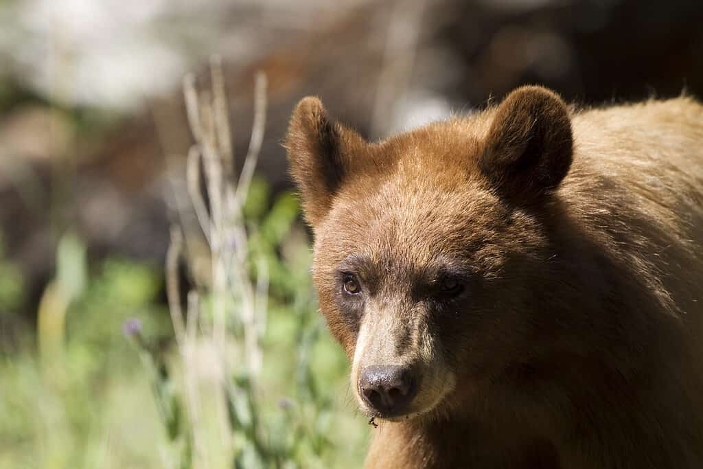 New Mexico black bear