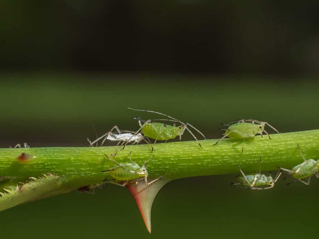 Tree crickets will eat aphids