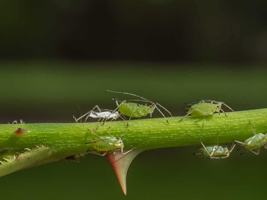 Unfortunately, aphids love roses almost as much as we do.