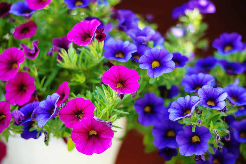 colorful petunias