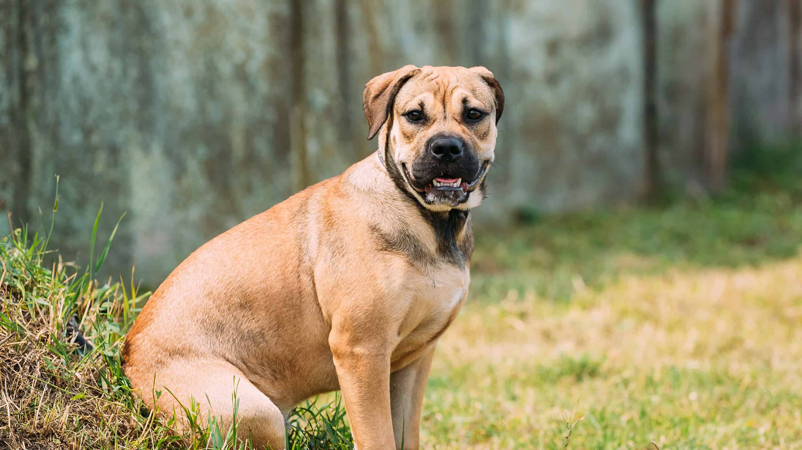 Perro De Presa Mallorquin Puppy